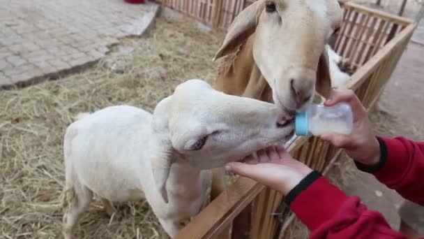 Alimentación de ovejas lindas con leche — Vídeos de Stock