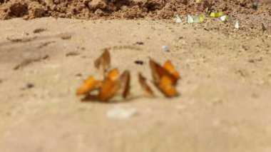 Kelebek emmek grup yemek mineral ve besin kum ile böcek, Pang SIDA Milli Parkı, Tayland