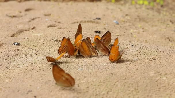 Ομάδα πιπιλίζουν πεταλούδα τρώνε μεταλλικά και θρεπτικά συστατικά στην άμμο με έντομο, Pang Sida εθνικό πάρκο, Ταϊλάνδη — Αρχείο Βίντεο