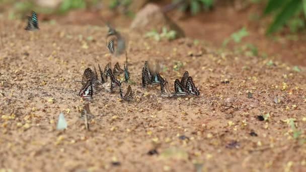 Gruppo di farfalle succhiare mangiare minerali e nutrienti sulla sabbia con Insetto, Pang Sida National Park, Thailandia — Video Stock