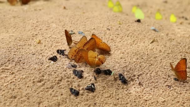 Ομάδα πιπιλίζουν πεταλούδα τρώνε μεταλλικά και θρεπτικά συστατικά στην άμμο με έντομο, Pang Sida εθνικό πάρκο, Ταϊλάνδη — Αρχείο Βίντεο