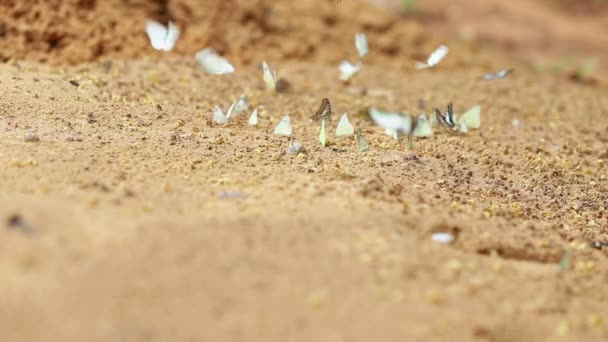 蝶吸うのグループ昆虫、パン Sida 国立公園、タイが付いている砂にミネラルや栄養素を食べる — ストック動画