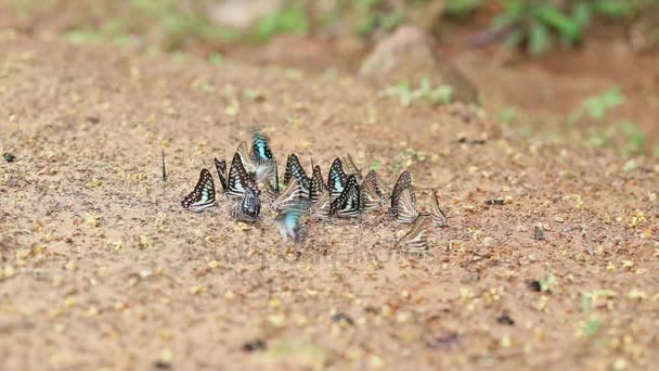 Grupo de mariposas chupar comer minerales y nutrientes en la arena con insectos, Parque Nacional Pang Sida, Tailandia — Vídeos de Stock