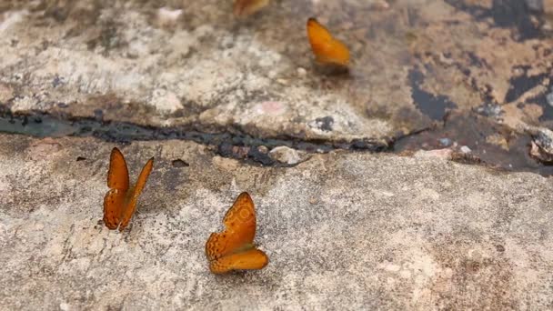 蝴蝶吸组吃矿物质和营养物质与昆虫，彭瑞典国际开发署国家公园，泰国的沙滩上 — 图库视频影像