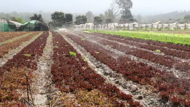 Γυρίζοντας άλτης ή ψεκαστήρων νερού και το πότισμα το βιολογικό αγρόκτημα λαχανικών — Αρχείο Βίντεο