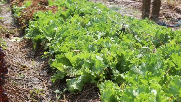 Zbliżenie wody springer lub zraszacz toczenia i podlewania organicznych warzyw gospodarstwa — Wideo stockowe