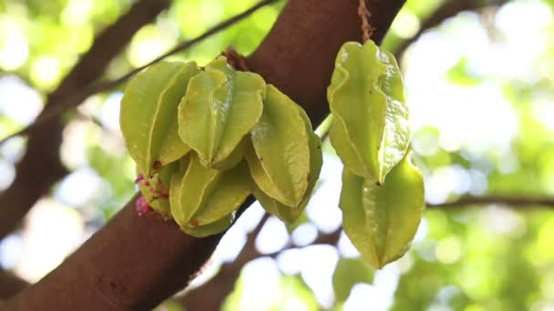 绿色和黄色的星苹果果实挂在泰国光散景一棵树上 — 图库视频影像