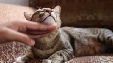 El masajı boyun bir kedi Divan