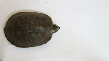 Beyaz zemin zemin üzerine turtle