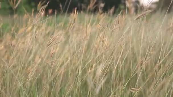 Grama balançando na brisa ao pôr do sol — Vídeo de Stock