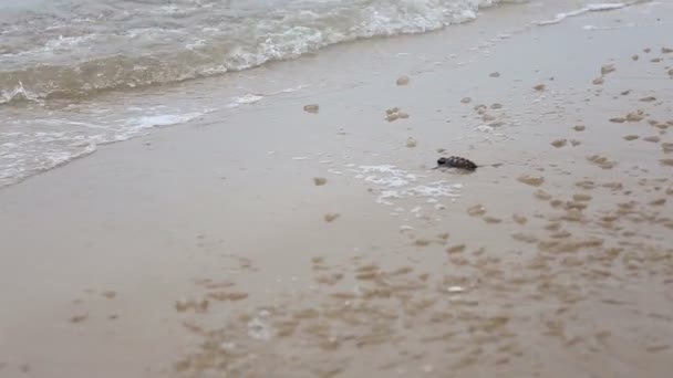 Small turtles going into ocean on the beach — Stock Video