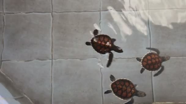 Baby gröna havssköldpaddor simma avel center i Thailand — Stockvideo