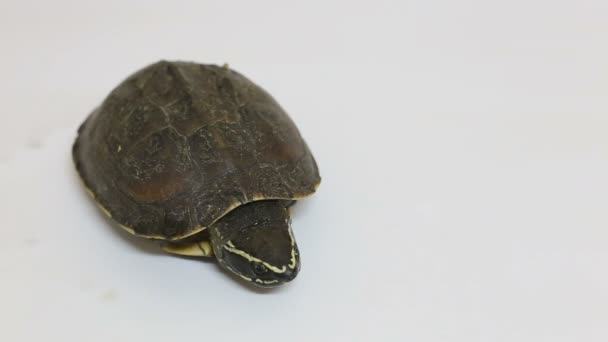 Turtle op witte vloer achtergrond — Stockvideo