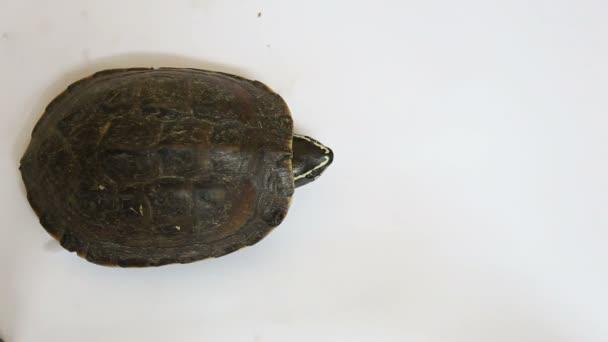 Żółw na tle białej podłogi — Wideo stockowe