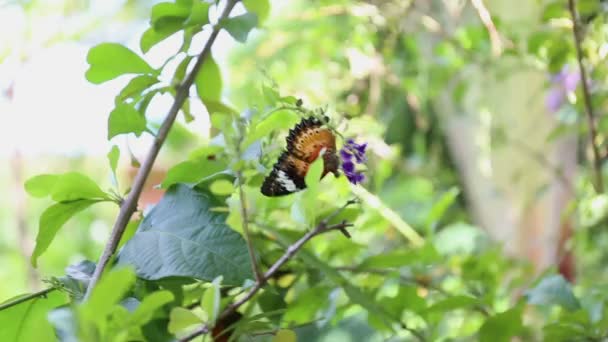 Mariposa negra comiendo flor de polen en el árbol en el jardín — Vídeos de Stock