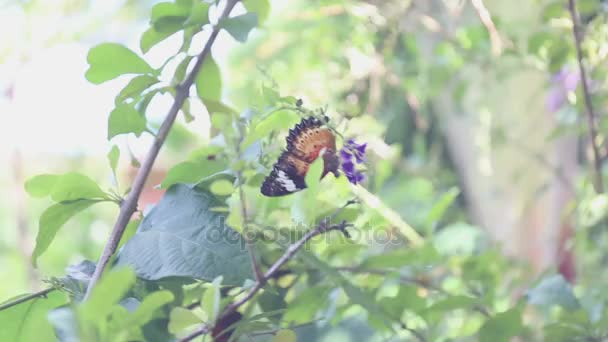 Μαύρη πεταλούδα τρώει γύρη λουλουδιών σε δέντρο στον κήπο — Αρχείο Βίντεο