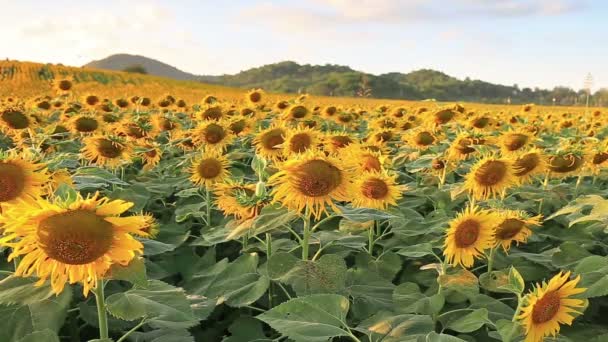 Flowering sunflowers on a hill background and sunset time — Stock Video