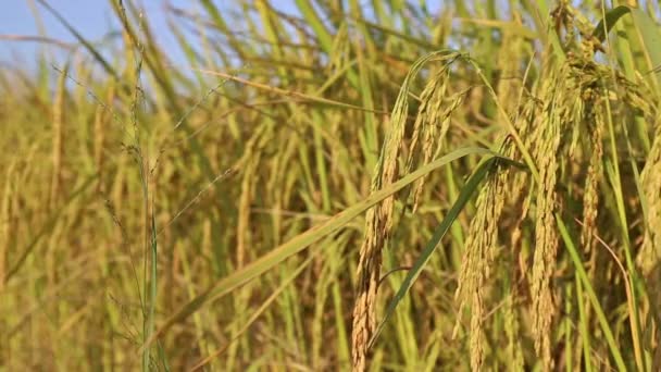 Jasmim plantas de arroz na fazenda — Vídeo de Stock