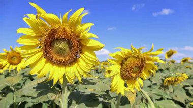 alan, esintiyle parlak gün üfleme ayçiçeği