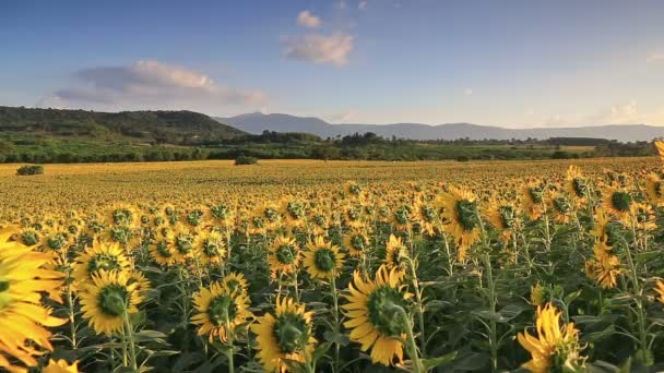 Квітучі соняшники на фоні пагорба і час заходу сонця — стокове відео