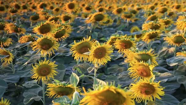 Girasoles en flor sobre un fondo de la colina y la hora del atardecer — Vídeos de Stock