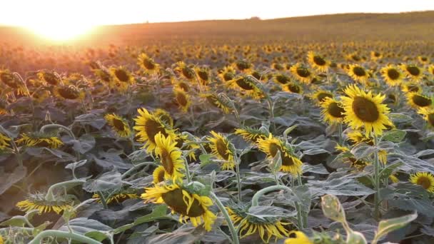 Kwitnących słoneczników na wzgórzu tło i zachód słońca — Wideo stockowe