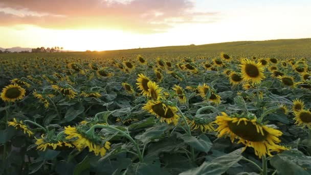 Blühende Sonnenblumen auf einem Hügel Hintergrund und Sonnenuntergang Zeit — Stockvideo