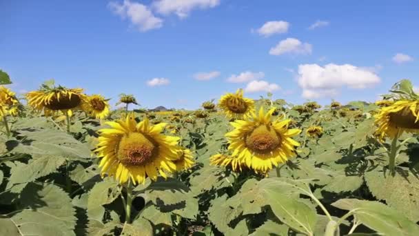 Соняшник, що дме в вітрі на полі в яскравий день — стокове відео