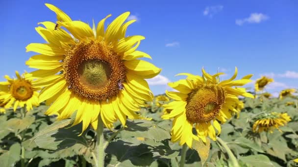 Zonnebloem waait in de wind bij veld op heldere dag — Stockvideo