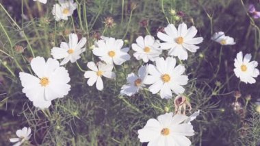 Esintiyle sallanan güzel cosmos çiçekler