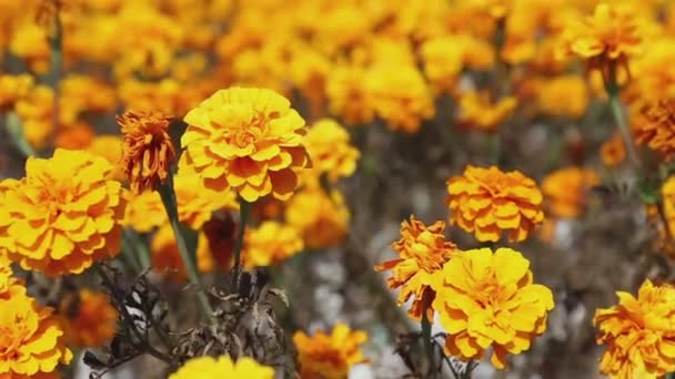 Schöne orange Chrysanthemen Blumenfeld in der Brise. — Stockvideo