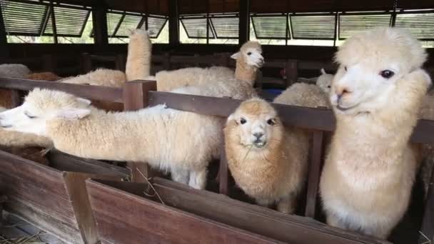 Close-up of cute adolescent alpaca chewing and feed in farm — Stock Video