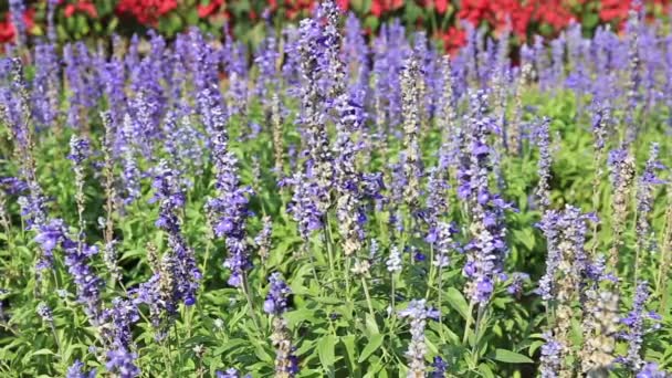 Primer plano de plantas de lavanda balanceándose en la brisa con insectos y abejas — Vídeo de stock