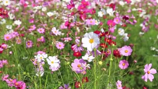 Hermosas flores del cosmos balanceándose en la brisa — Vídeos de Stock