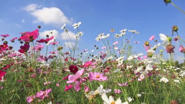 Schöne Kosmos-Blumen schwanken in der Brise mit blauem Himmel Hintergrund — Stockvideo
