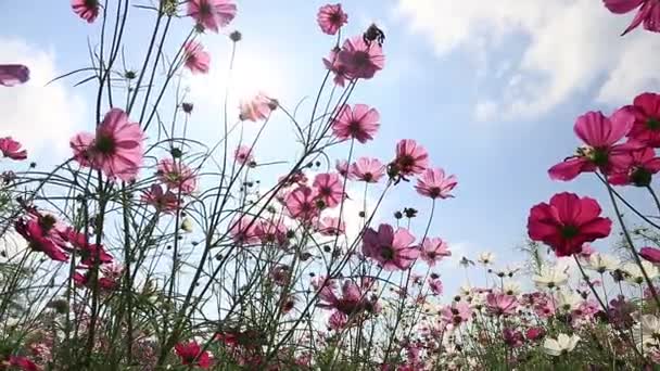 Wunderschöne Kosmos-Blumen, die im Wind mit Himmelshintergrund schwanken — Stockvideo