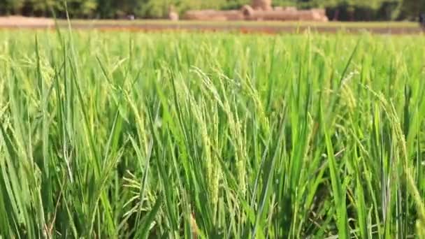 Plantas de arroz Jasmine verde na fazenda — Vídeo de Stock