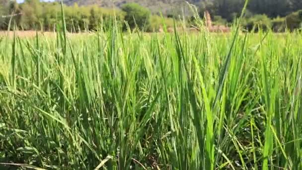 Green Jasmine rice plants in farm — Stock Video