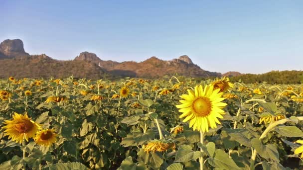 Bloei van zonnebloemen op een heuvel achtergrond en zonsondergang tijd — Stockvideo