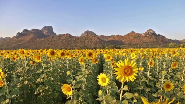 Bloei van zonnebloemen op een heuvel achtergrond en zonsondergang tijd — Stockvideo