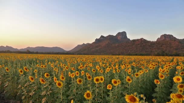Blühende Sonnenblumen auf einem Hügel Hintergrund und Sonnenuntergang Zeit — Stockvideo