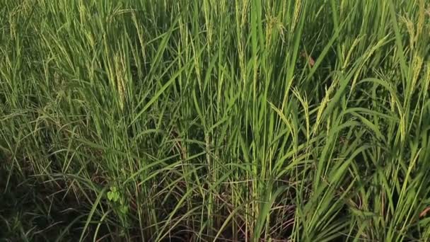 Granja de arroz jazmín en el campo Tailandia — Vídeos de Stock