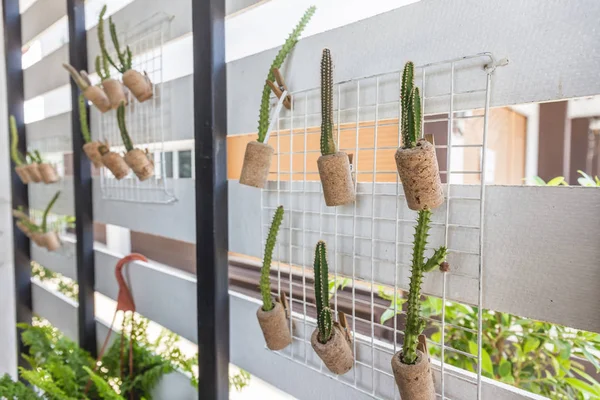 potted plants cactus hang on wall