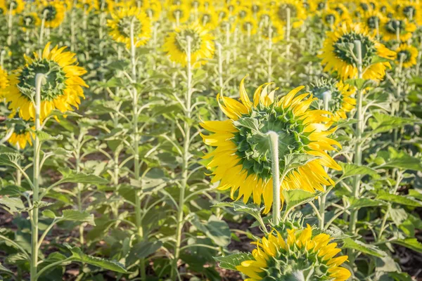 Summer landscape: beauty back sunflowers in field