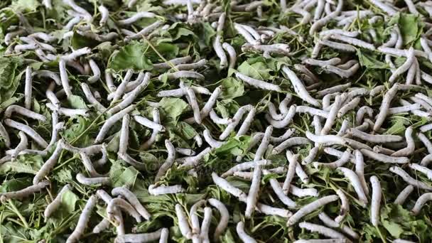 Closeup of silkworms with mulberry leaves on the woven basket. — Stok Video