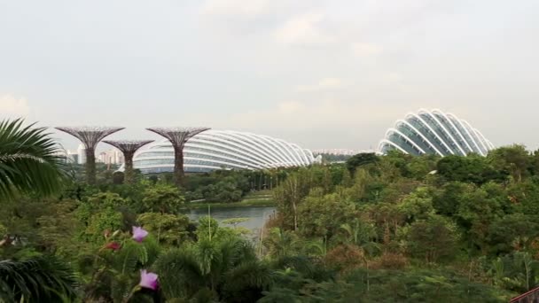 Сінгапур - 18 листопада: Сутінки вигляд The Supertree скульптури в саду по затоці на 18 листопада 2016 в Сінгапурі. га меліорованих землях у Сінгапурі поруч із Marina Bay водосховище — стокове відео