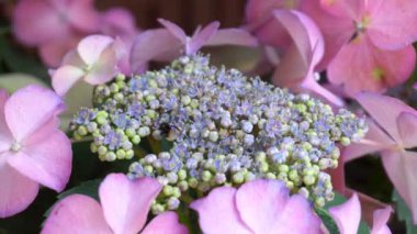 Arı tozlaşma ortanca çiçek. 4 k uhd