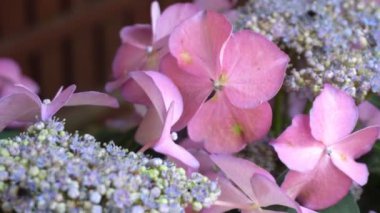 Arı tozlaşma ortanca çiçek. 4 k uhd