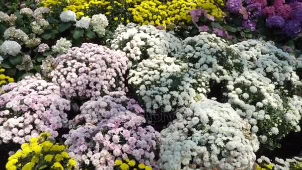 Motie van vele soorten winter bloemen in de tuin. 4 k uhd — Stockvideo