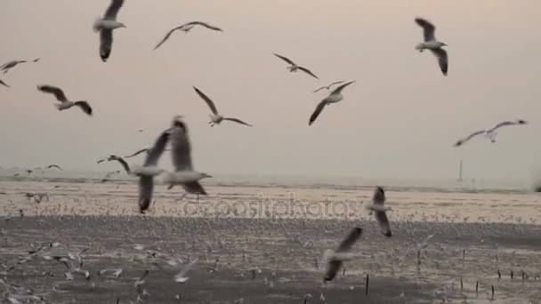 Rebanho de gaivotas e pássaros voando alto No céu ao pôr-do-sol ou crepúsculo. Super câmera lenta 120p — Vídeo de Stock